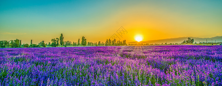 紫色天空薰衣草庄园的落日背景