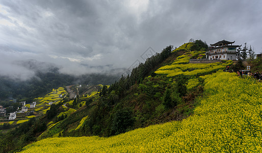 壮观的春季油菜花田与云海背景图片