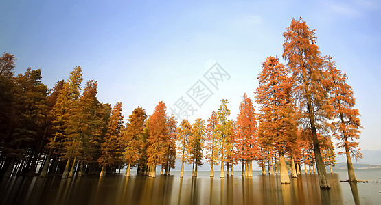 水上的枫树林背景