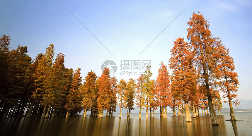 水上的枫树林图片