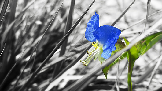 花与草地素材枯草里的蓝花背景