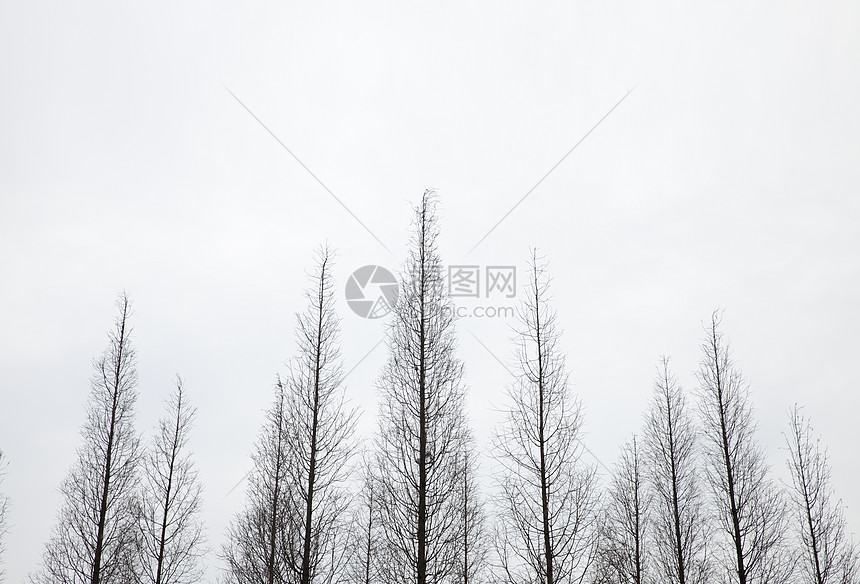 树与天空背景素材图片