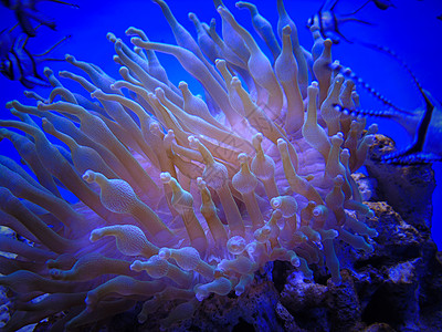 珊瑚色海葵背景