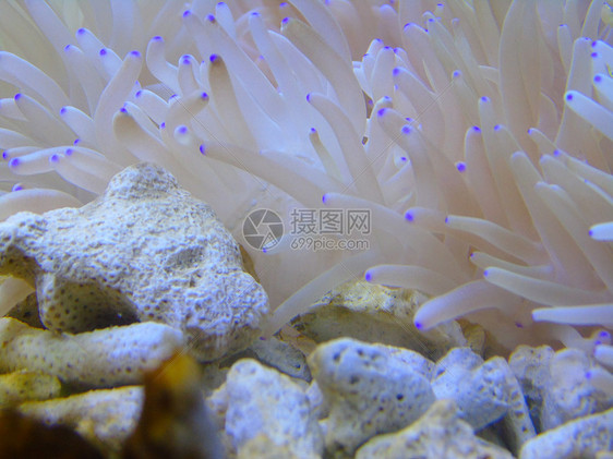 紫点葵珊瑚图片