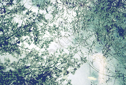 柳树背景谷物杂志高清图片