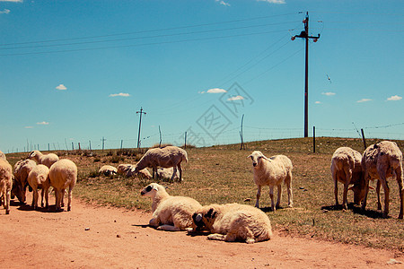 草原上的绵羊图片