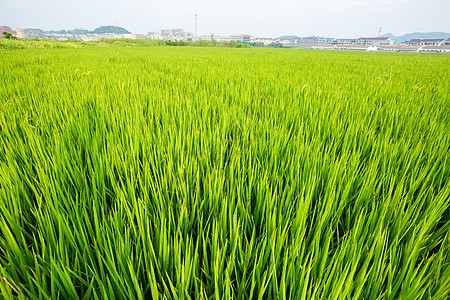 农民丰收的喜悦稻田背景