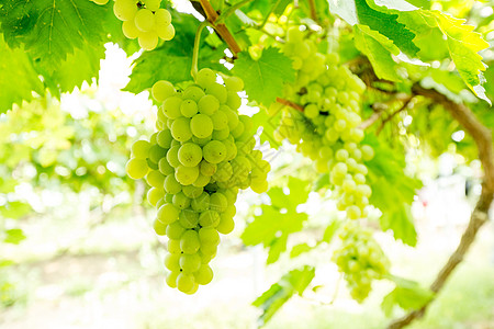 葡萄绿色的葡萄高清图片