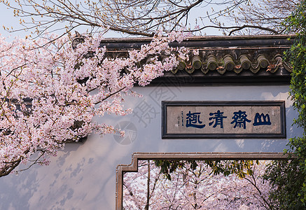无锡鼋头渚樱花盛开图片