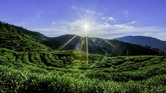 阳光照耀山茶园背景图片