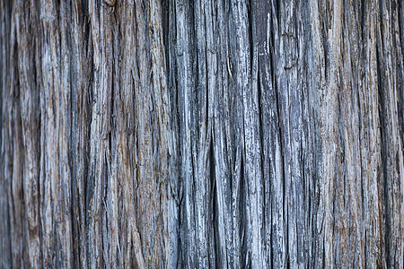 老树的木纹背景图片