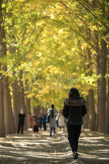 北京钓鱼台宾馆银杏大道图片