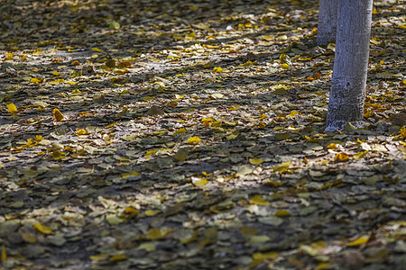 深秋树林里满是落叶图片