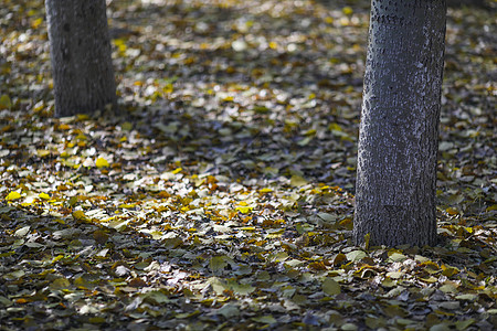 秋天森林里落叶满地背景图片
