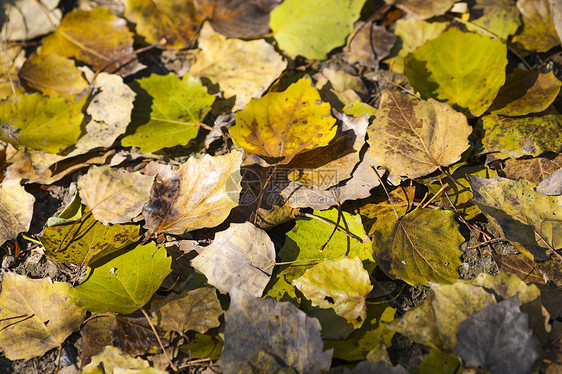 秋天森林里落叶满地图片