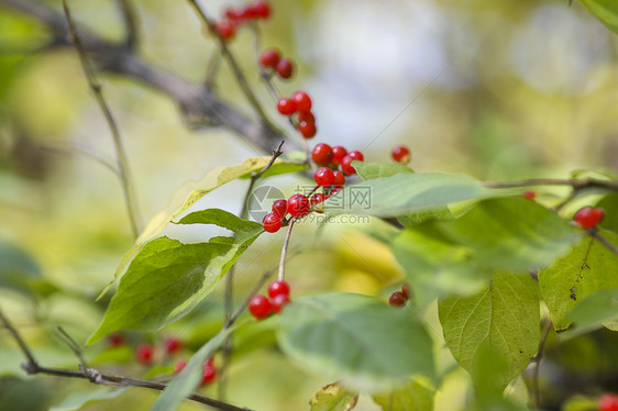 红色的浆果植物图片