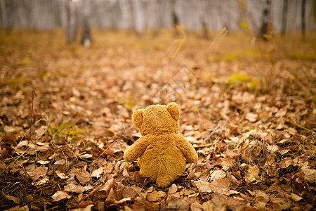 秋日里的泰迪熊高清图片