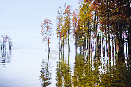 水平面水中枫林背景