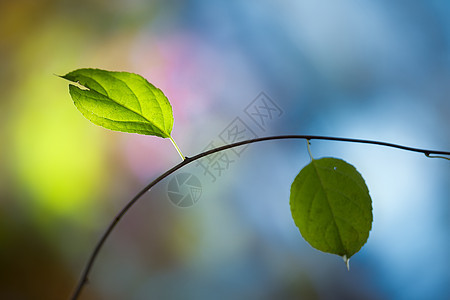 两片绿色的叶子背景图片