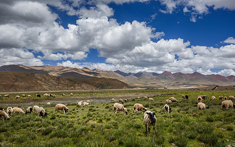 西藏高原蓝天白云下的羊群图片