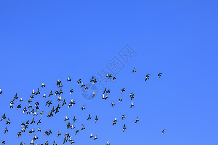 天空中成群鸽子图片