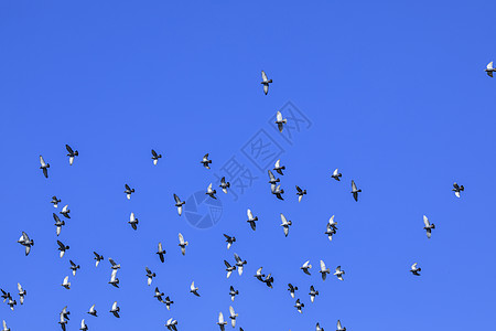 天空中成群鸽子图片