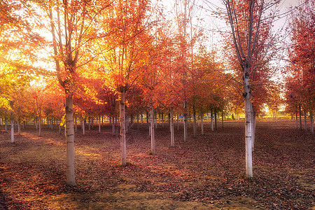 秋天枫树林图片
