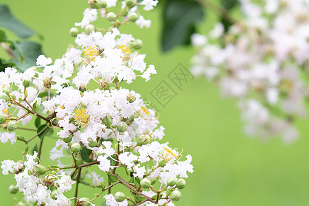 水珠png紫薇花开背景