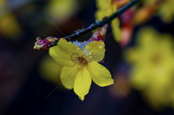 迎春花盛开图片