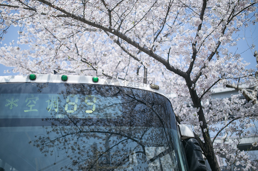 樱花树下的公交车图片