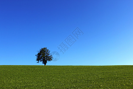欧洲德国一棵树的风景高清图片