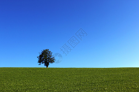 德国景色欧洲德国一棵树的风景背景