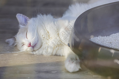 懒猫背景 懒猫摄影图片 懒猫壁纸 摄图网 懒猫背景 懒猫摄影图片 懒猫壁纸 摄图网
