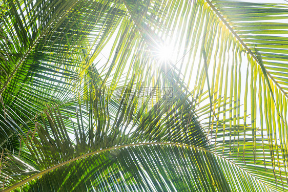阳光椰树图片