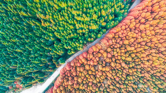 秋季阳光重庆山王坪森林航拍背景