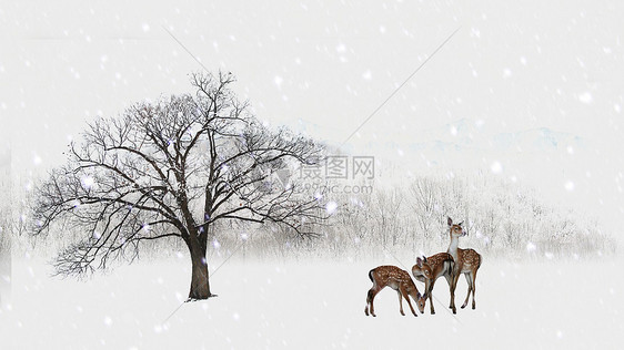 风雪中的动物图片