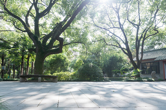 森林公园大树背景留白图片