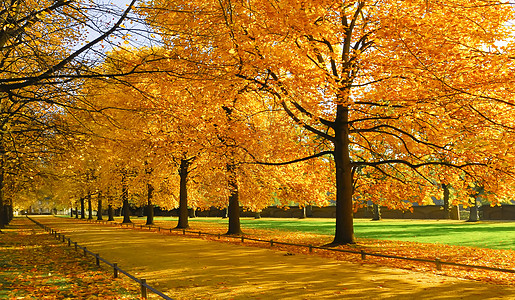 秋季枫树林树木发芽高清图片
