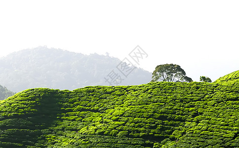 大树茶茶田背景