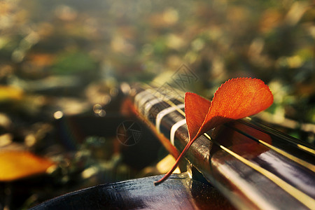 小吉他秋天的落叶背景