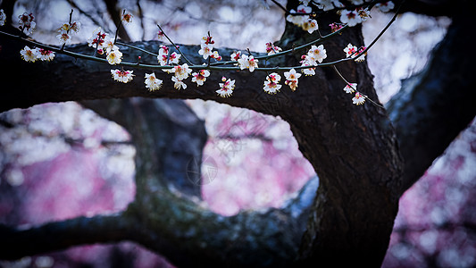 一枝梅花一枝梅花高清图片