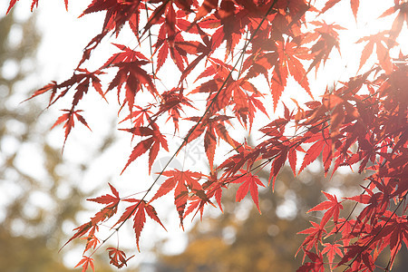 秋天里阳光下的红枫叶图片