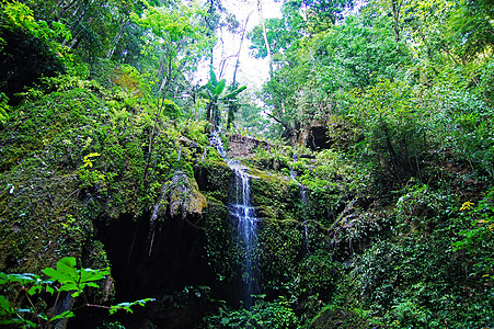 大蜀山森林公园西双版纳原始森林公园背景