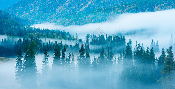 雾中云雾罩山林背景