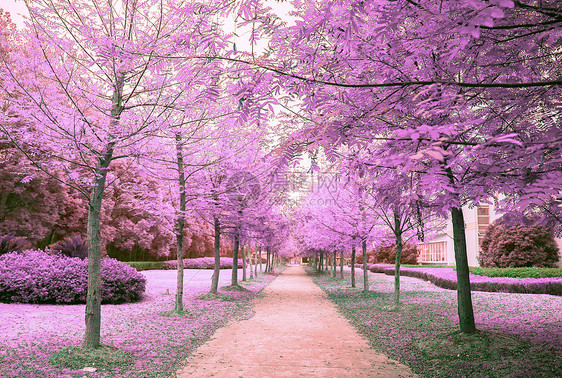紫色的树林图片