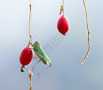 红果蚂蚱红色野果高清图片