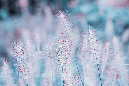 抽象花卉梦幻唯美狗尾巴草背景