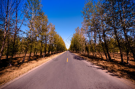 辽宁朝阳胡杨林茵路背景