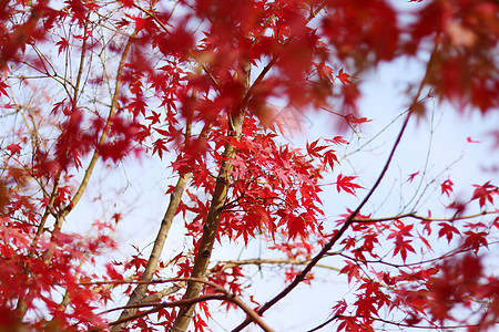 红色的枫叶苏州天平山自然风景高清图片