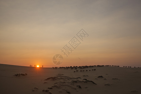 夕阳下沙漠上放牛的队伍图片